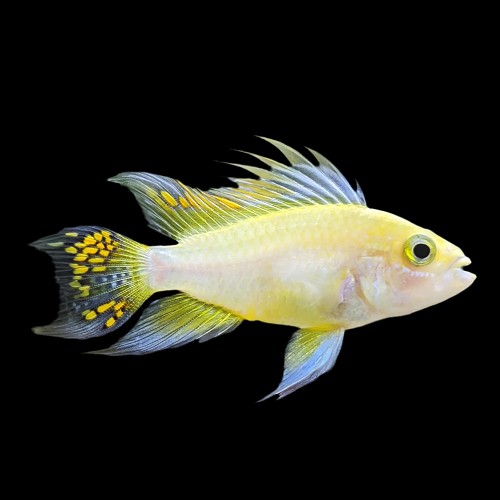 Apistogramma cacatuoides lemon - Apisto cacatoès lemon
